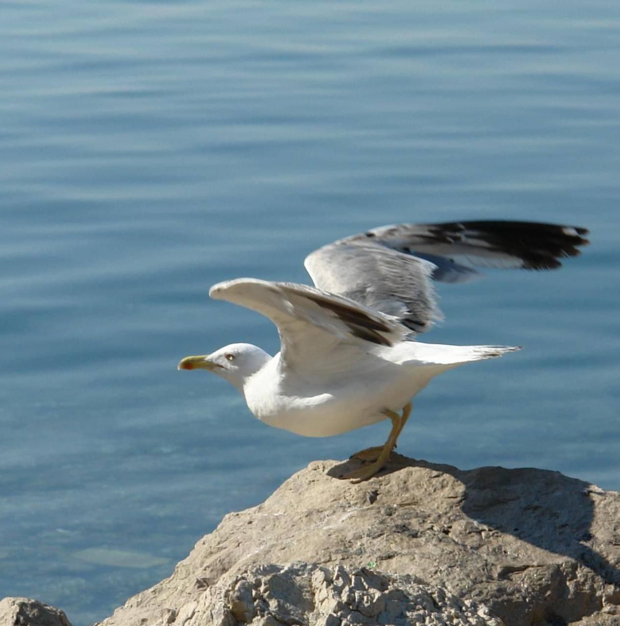 Ready for takeoff · Our local seagull